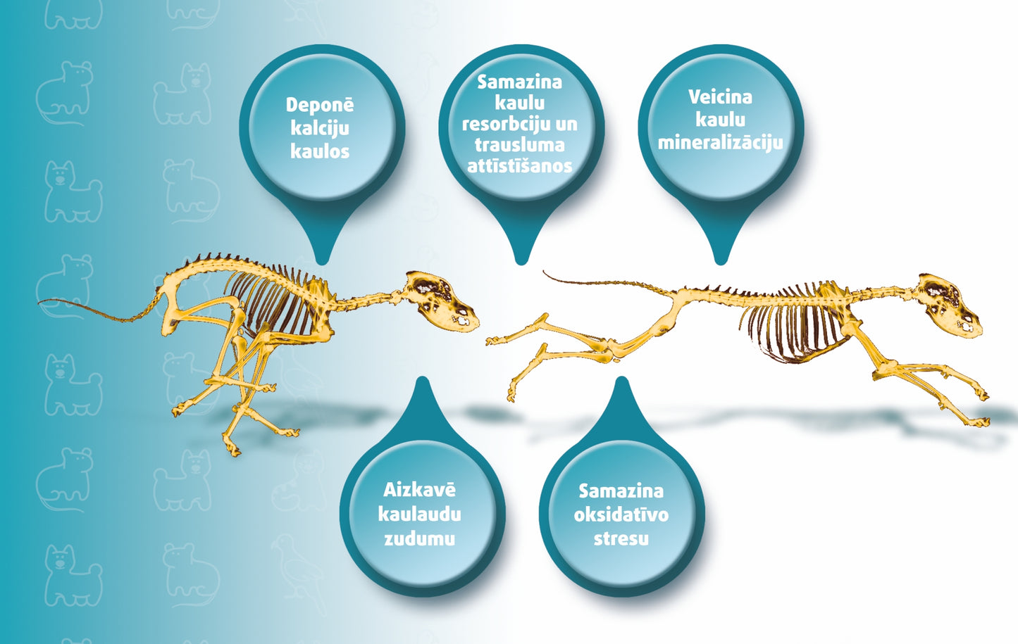 KALSIS Pets - papildbarība kaulu lūzumu un kaulu metabolisko slimību ārstēšanas atbalstam.