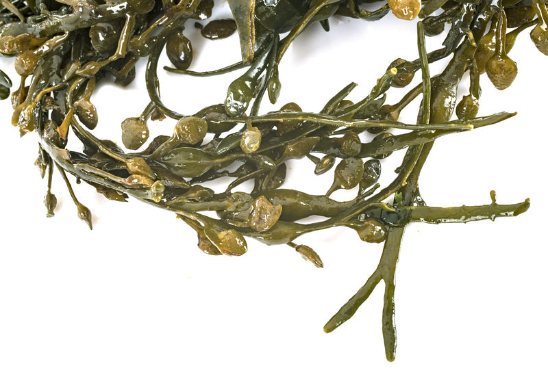 Ascophyllum nodosum
