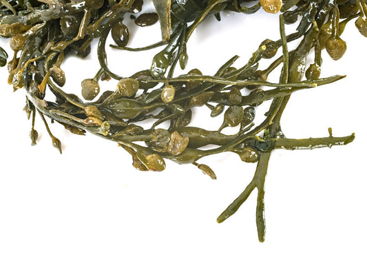 Ascophyllum nodosum