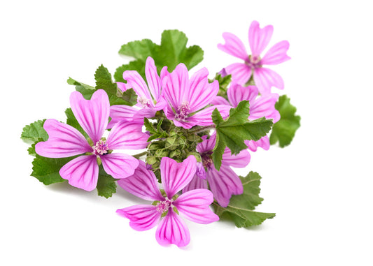 Malva